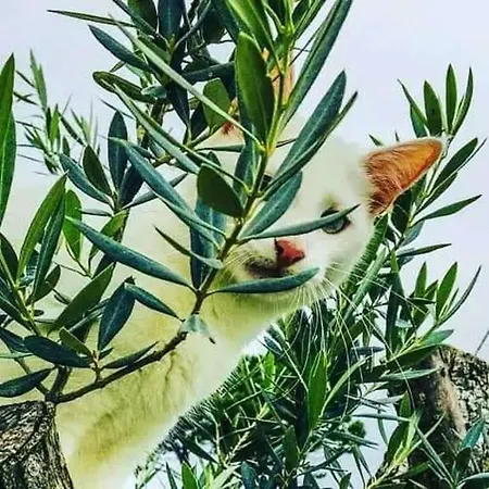 Dom wakacyjny Charming House Atalaia + Pool *