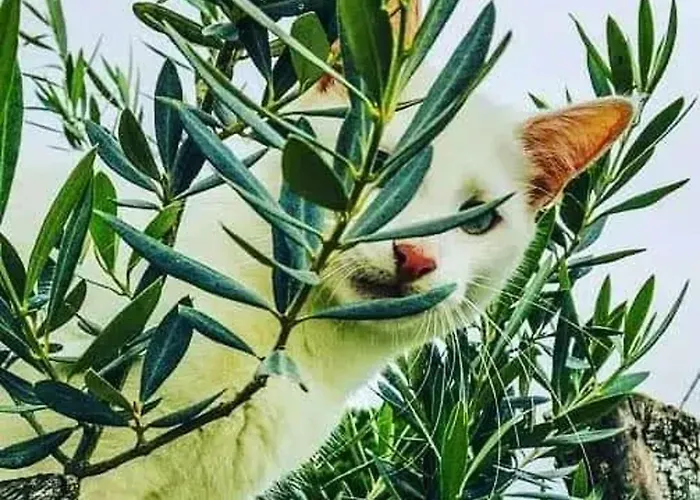 Holiday home Charming House Atalaia + Pool *